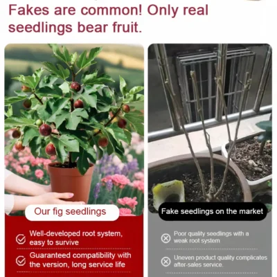 Greek Fig Seedlings For Home Growing