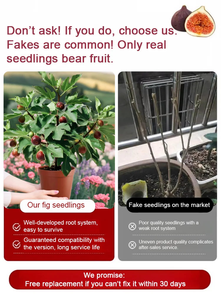 Greek Fig Seedlings For Home Growing