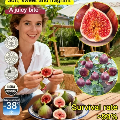 Vitalisle Fig Seedlings For Containers