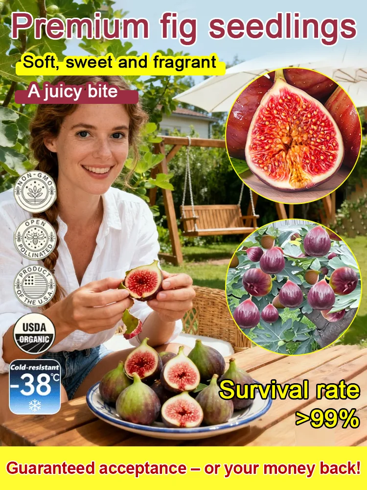 Vitalisle Fig Seedlings For Containers