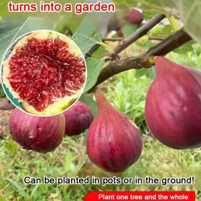 Fig Seedlings For Sunny Gardens