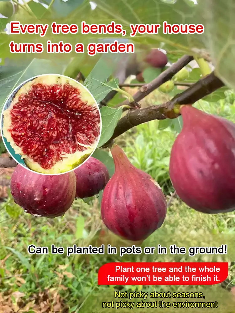 Fig Seedlings For Sunny Gardens